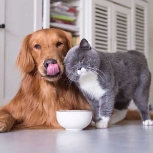 Top 5 cửa hàng, shop thú cưng chất lượng nhất thành phố Hải Phòng